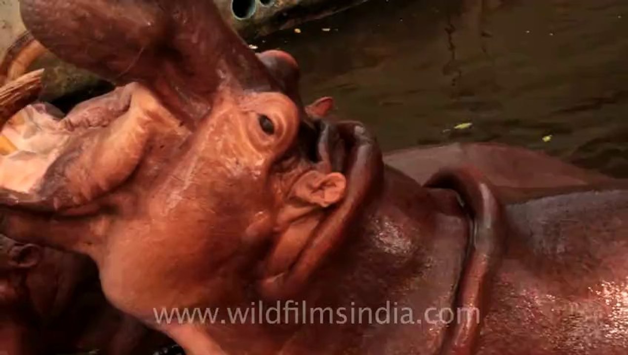 Thailand-Animals-Hipo-1