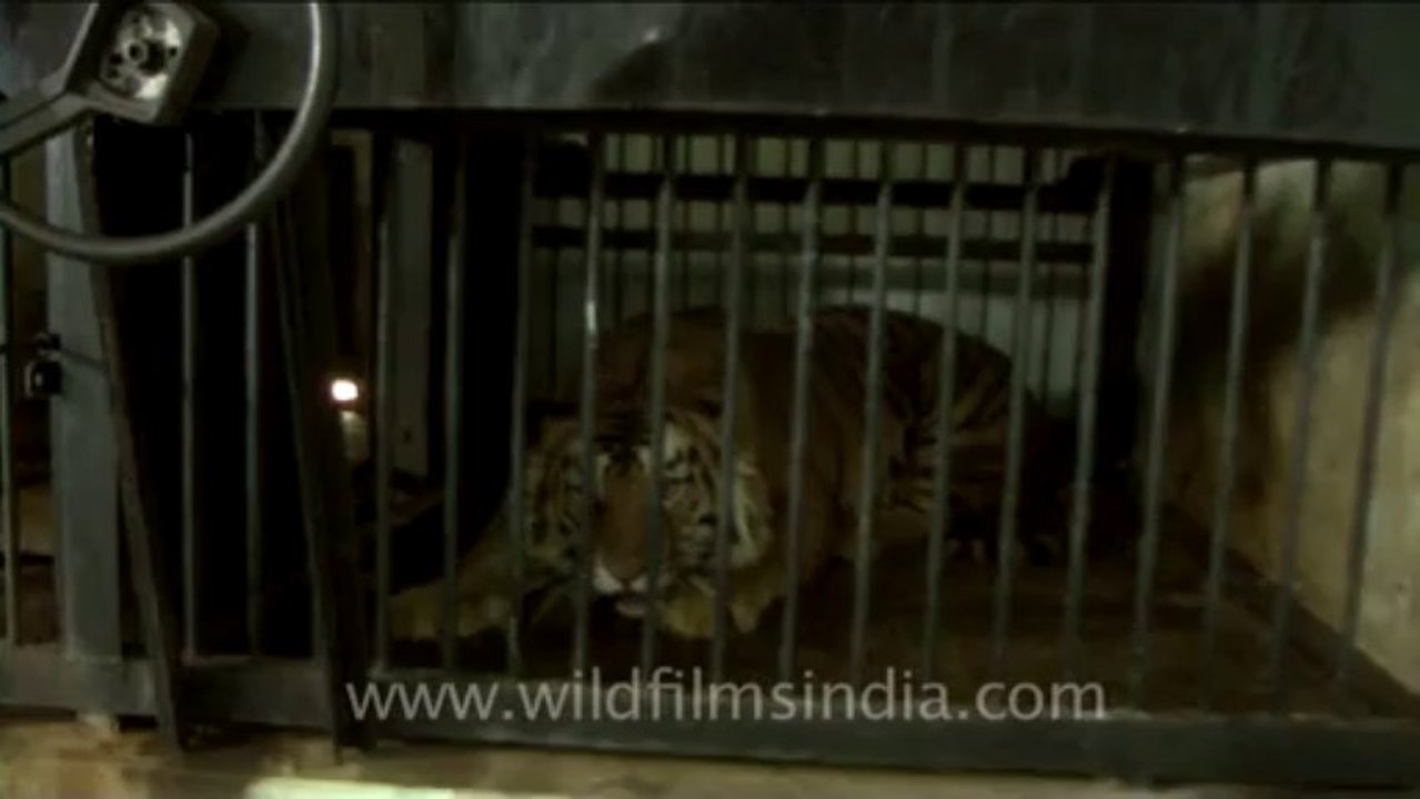 Tiger-nainital-2