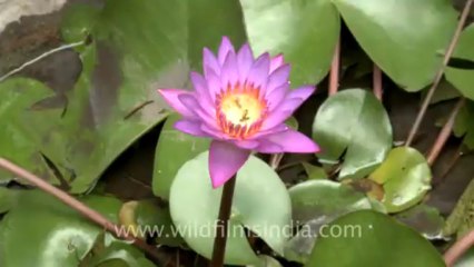 time lapse of water lily-2