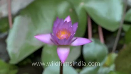 time lapse of water lily-3