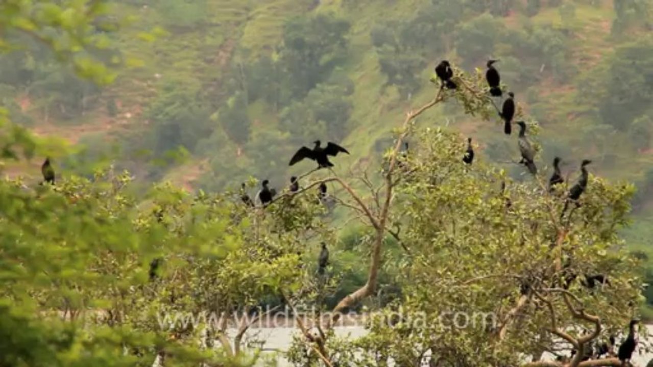 Timor-Wildlife-Birds-2