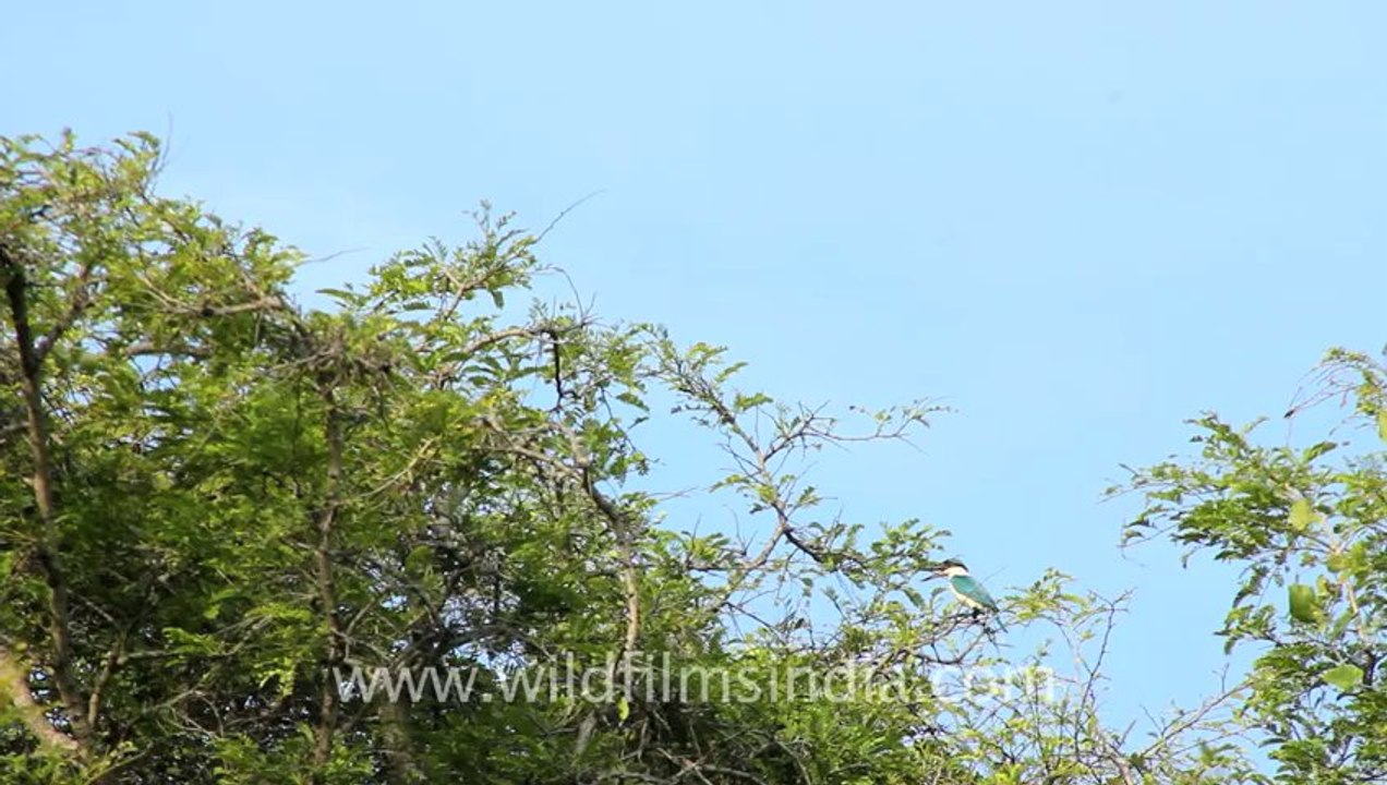 Timor-Wildlife-Birds-7
