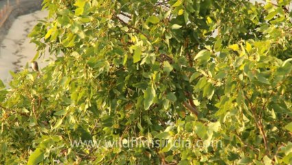 Timor-Wildlife-Birds-9