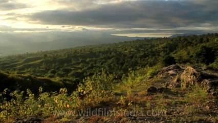 Timor-Wildlife-Landscape-14