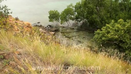 Timor-Wildlife-Landscape-16