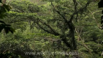 Timor-Wildlife-Landscape-20