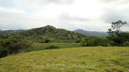 Timor-Wildlife-Landscape-3