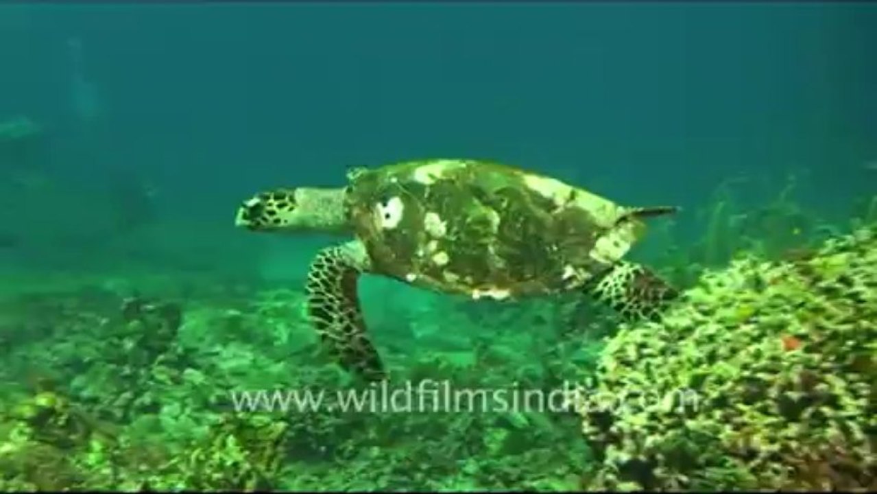 Under water-10
