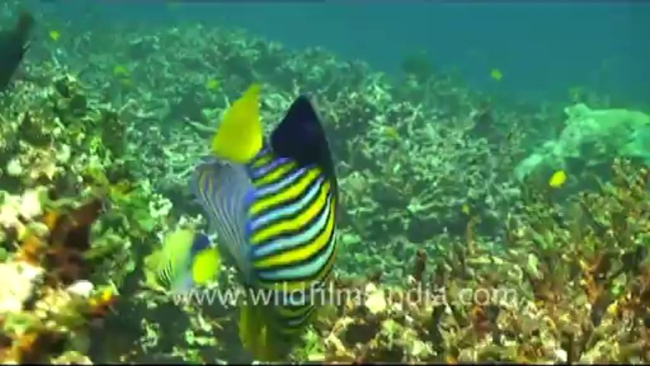Under water-13