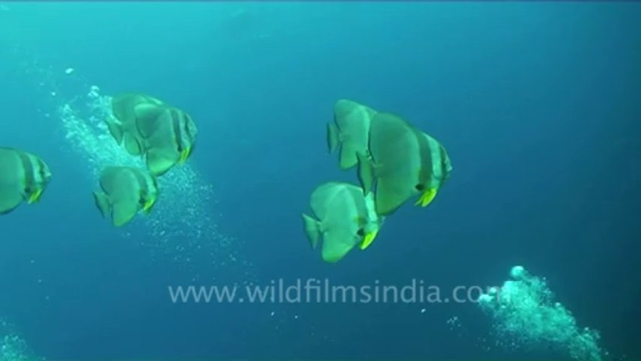Under water-16