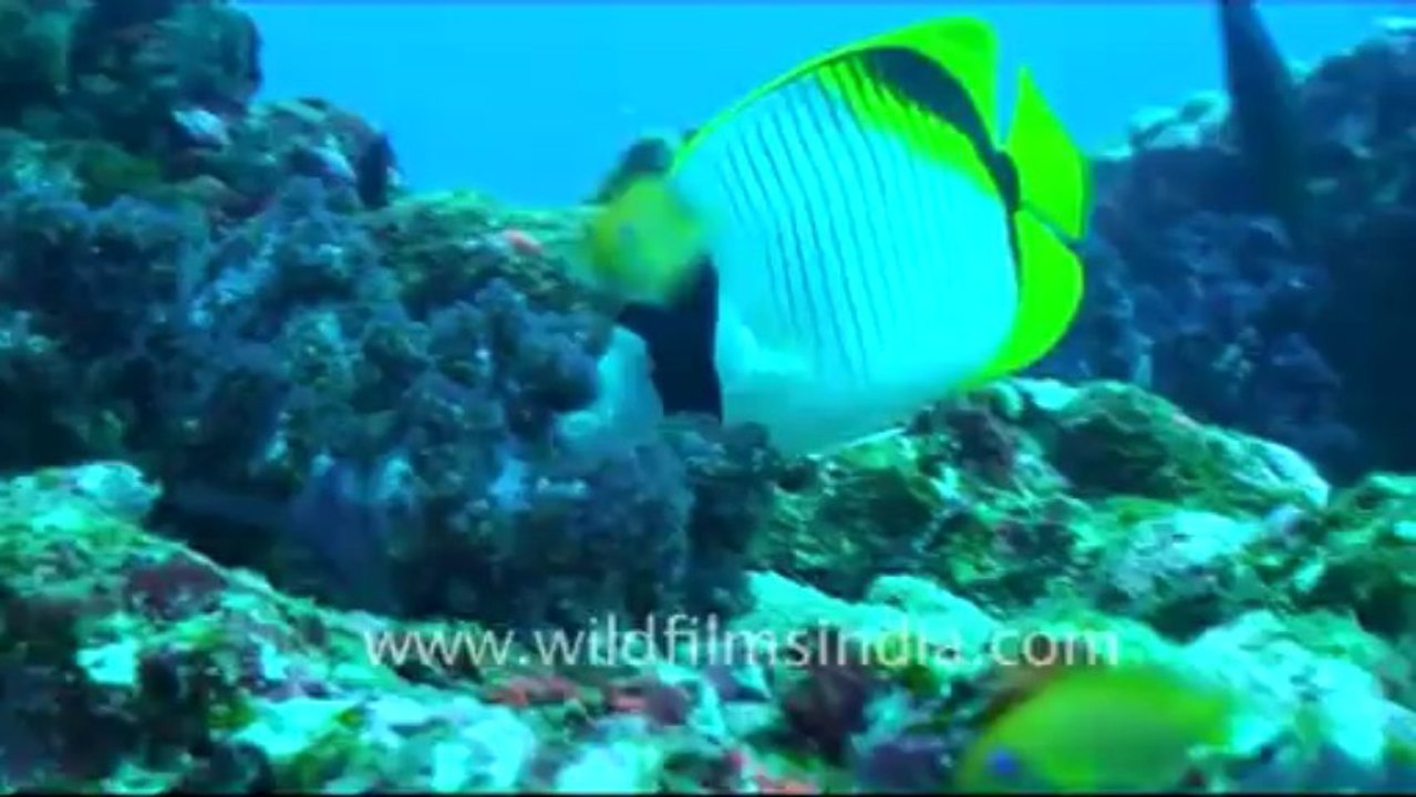 Under water-2