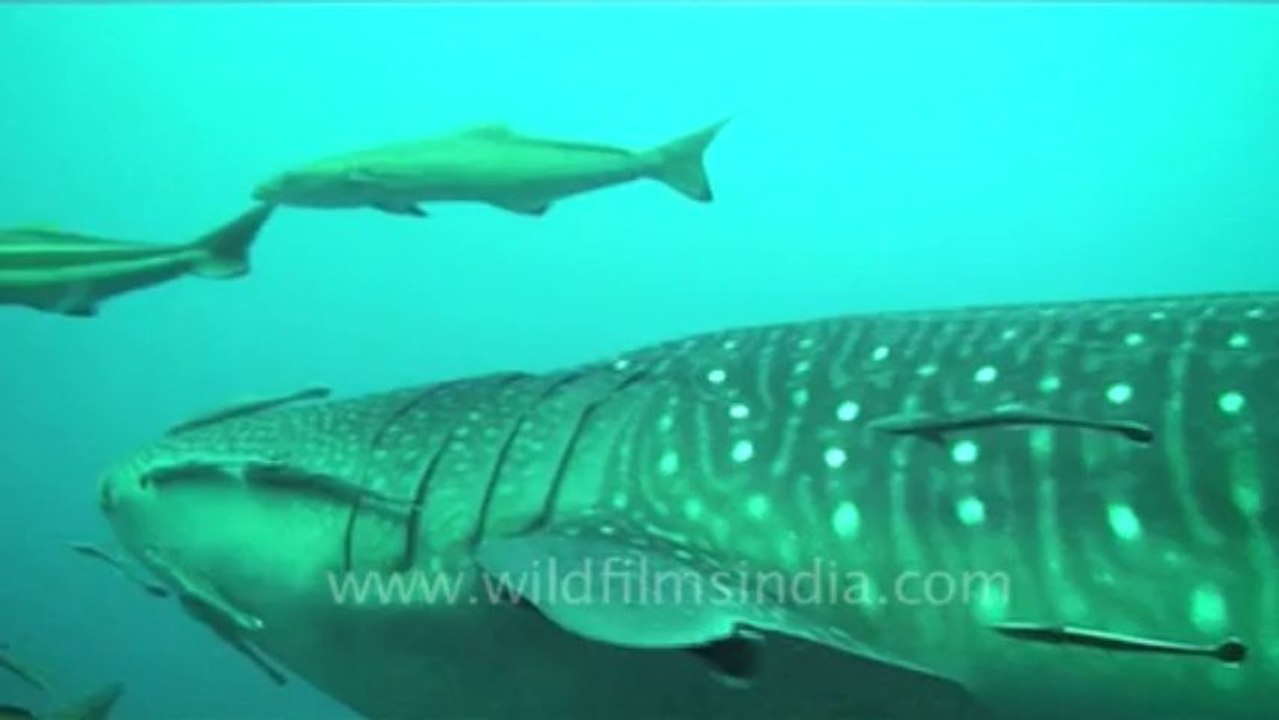 Under water-3