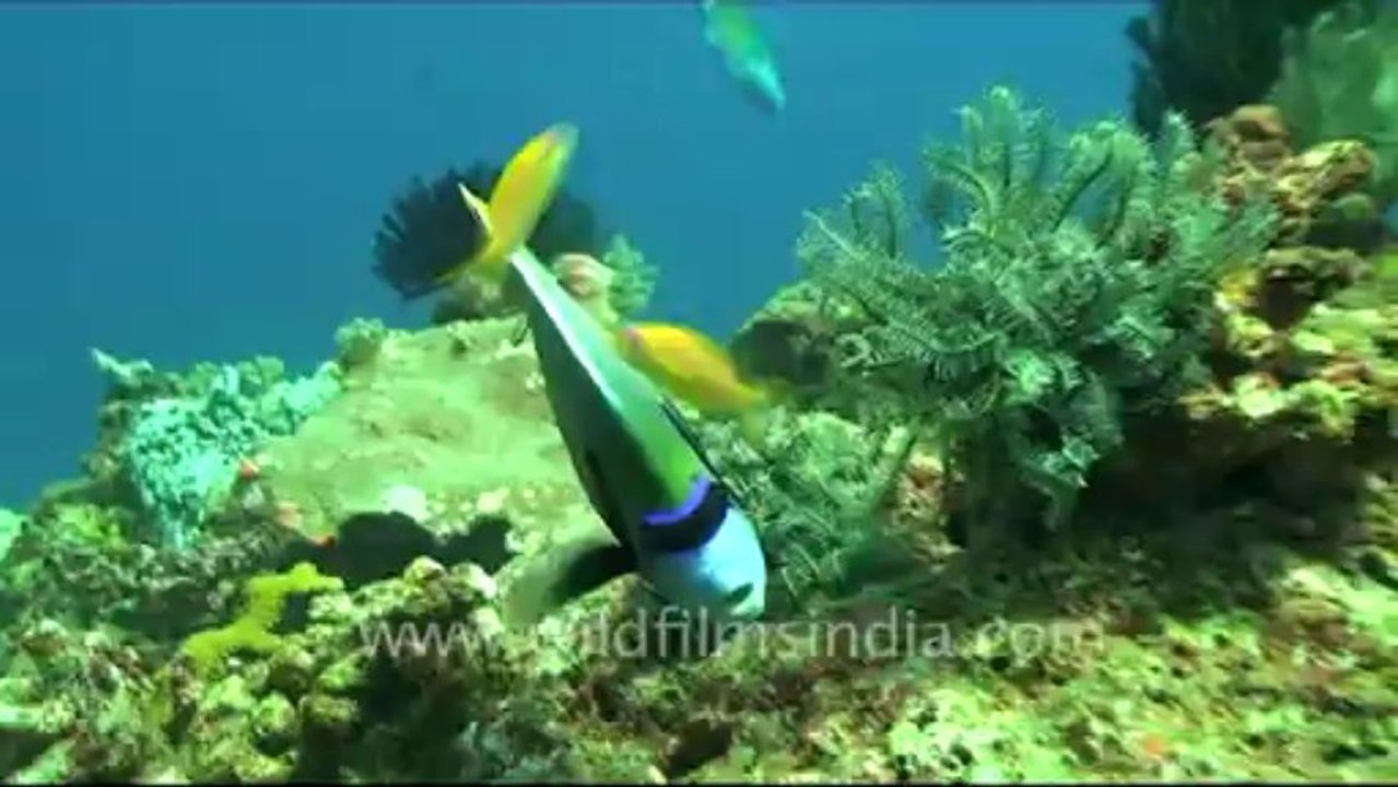 Under water-5