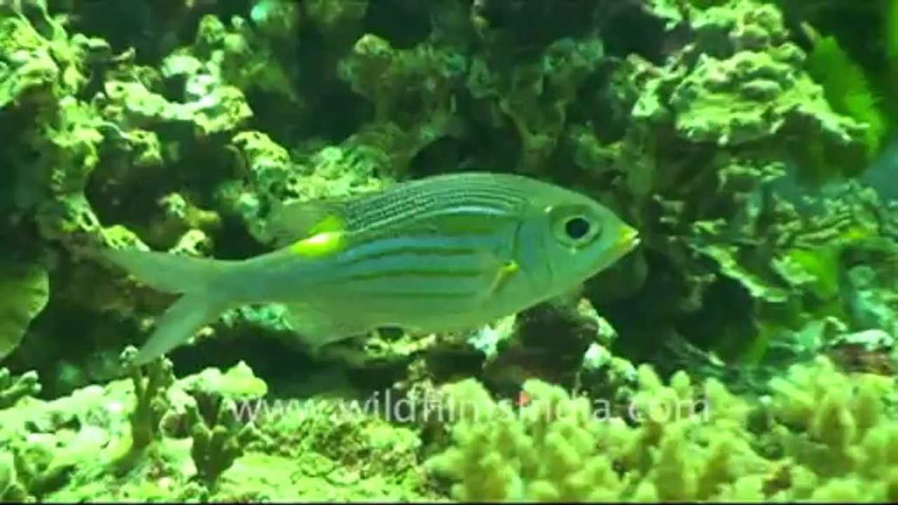 Under water-7