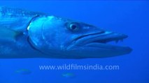 under water-great barracuda