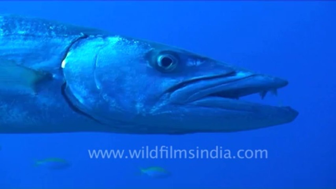 under water-great barracuda