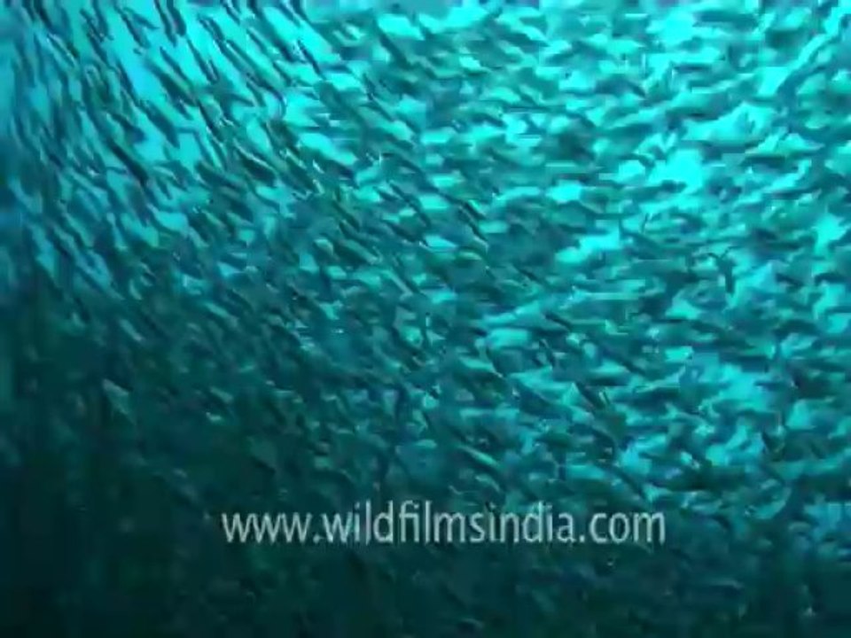 under water-leopard shark 2