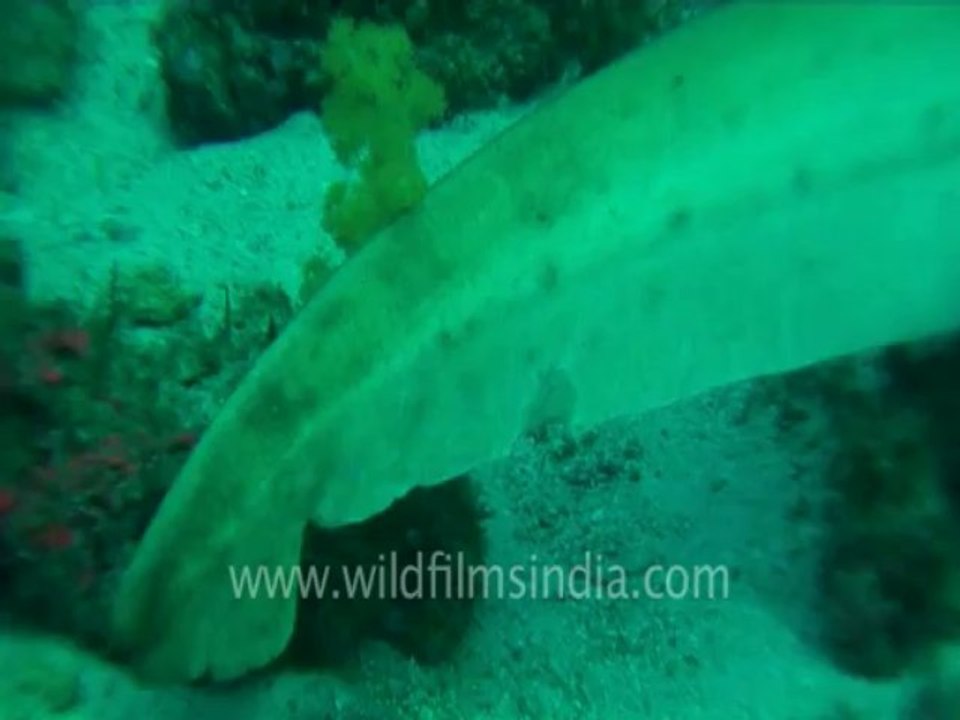 under water-leopard shark 4