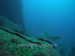 under water-leopard shark 5