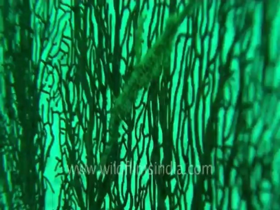 under water-pipe fish 2