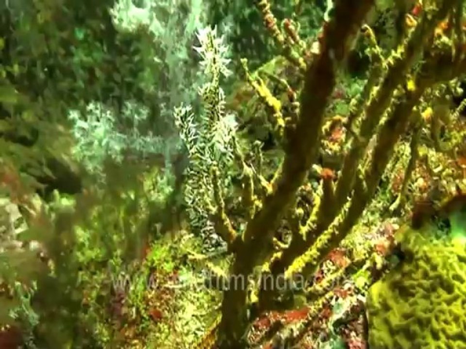 under water-pipe fish