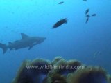 under water-sharks 2