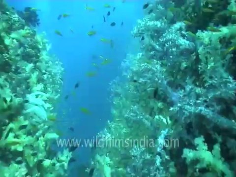 under water-swim over corals 1