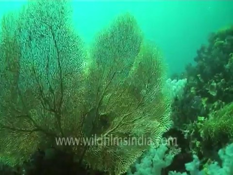 under water-swim over corals 6