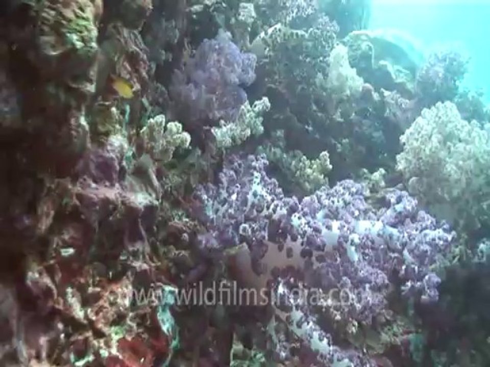 under water-swim over corals 8