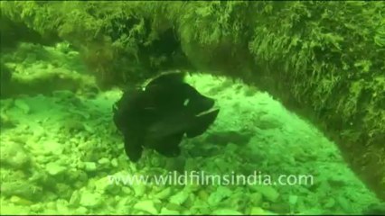 Under water-tape-4-00-52-14-15