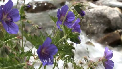 Valley of flowers-hdv-4-13