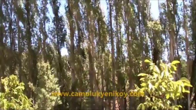 Çamoluk Yeniköy Ceviz Yetiştiriciliği - 3