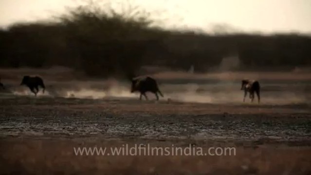Velavadar Black Buck National Park-Gujarat