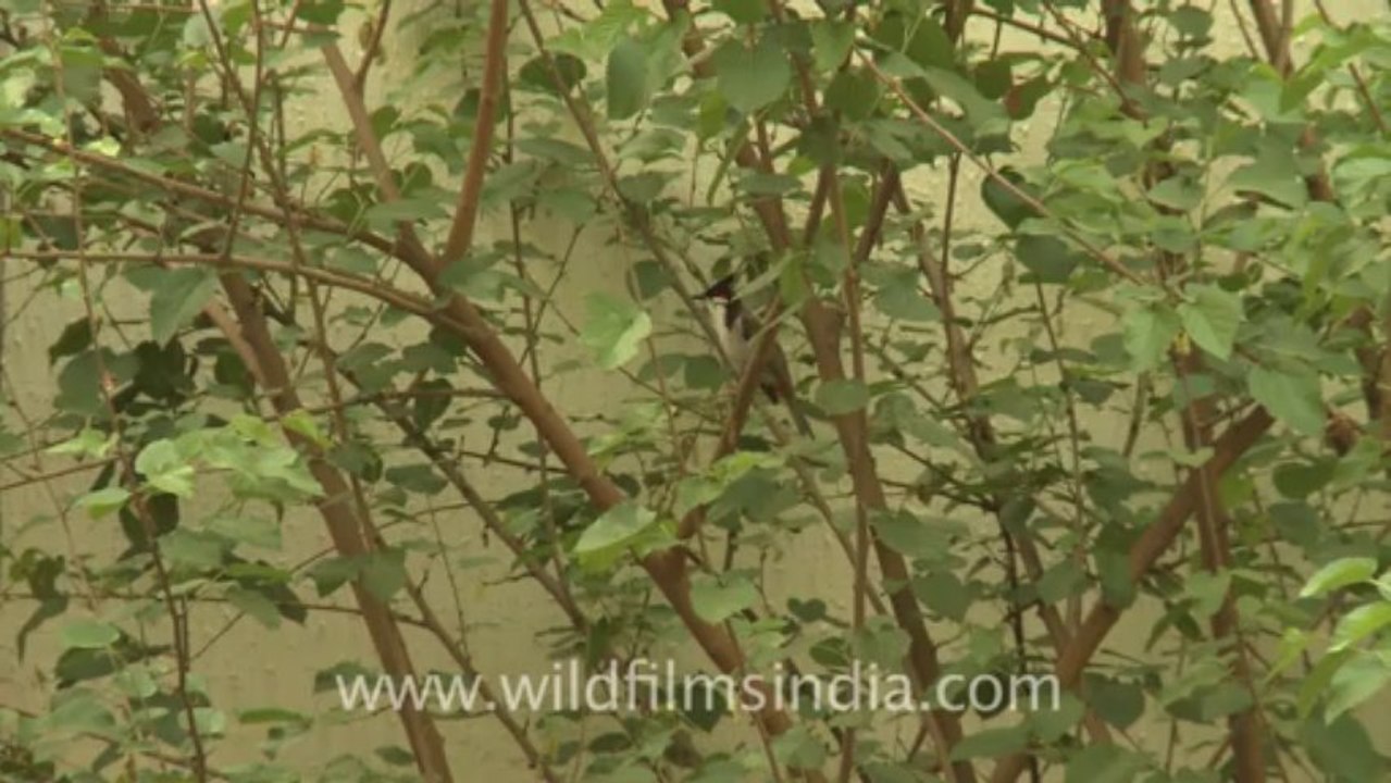 bulbul
