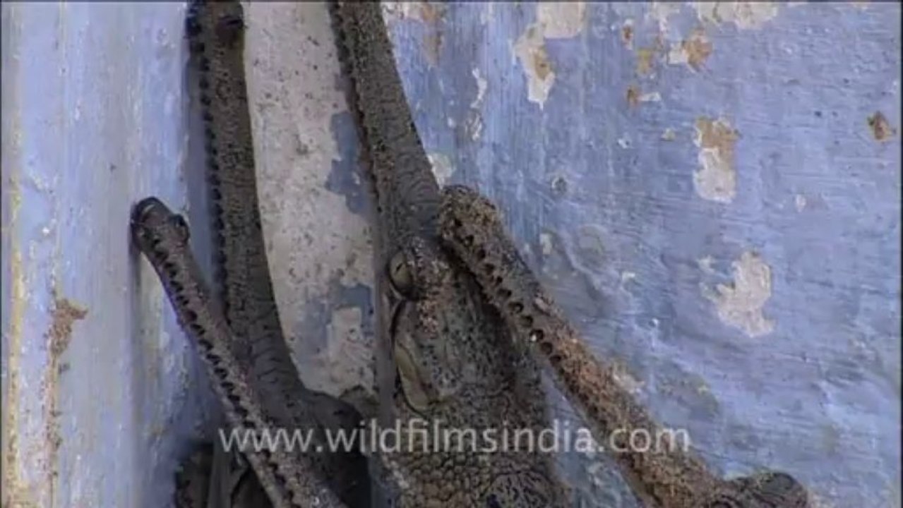 Chambal-1