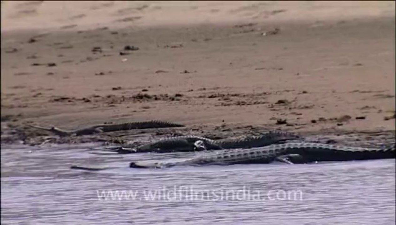 Chambal-6
