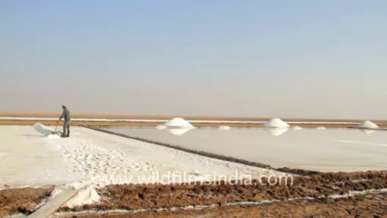 Gujarat-Salt collecting-2