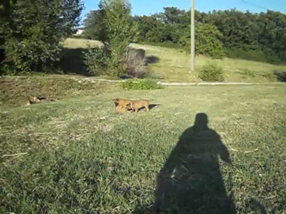 BB MALINOIS