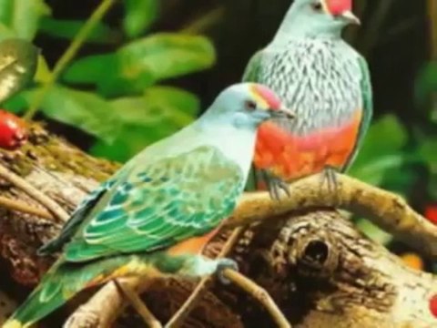 CENNETIM SENSIN~~HÜSEYIN ALTIN~httpwwwyoutubecomNISEBINii