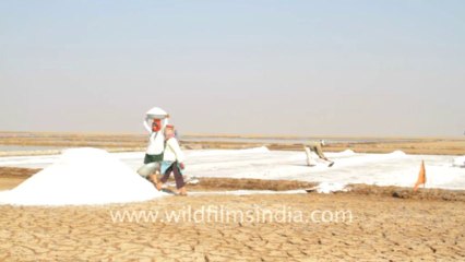 Gujarat-Salt collecting-6
