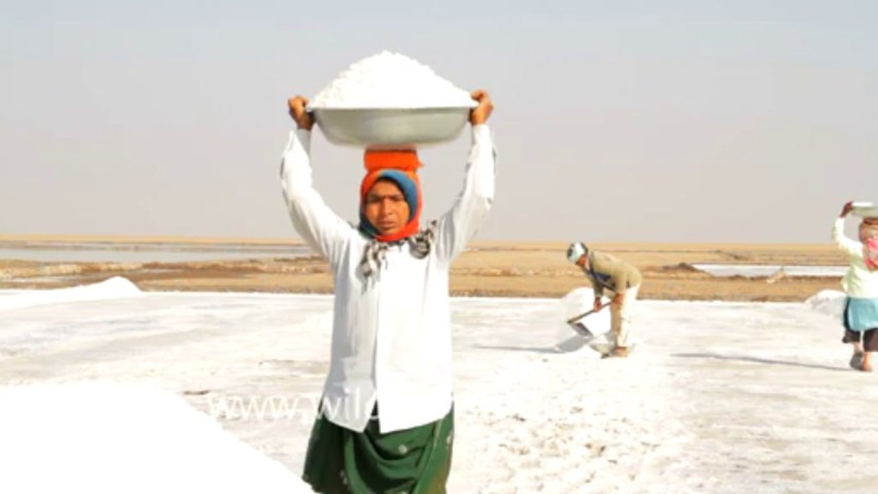 Gujarat-Salt collecting-7