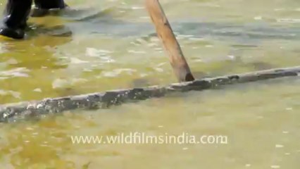 Gujarat-Working on Salt pan-3