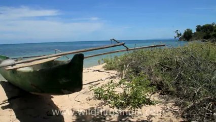 Timor-Wildlife-Landscape-2