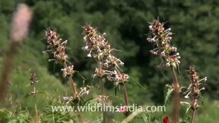 Valley of flowers-hdv-4-11