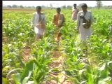 Corn harvesting and cultivation Guidelines: مکئ کی کاشت