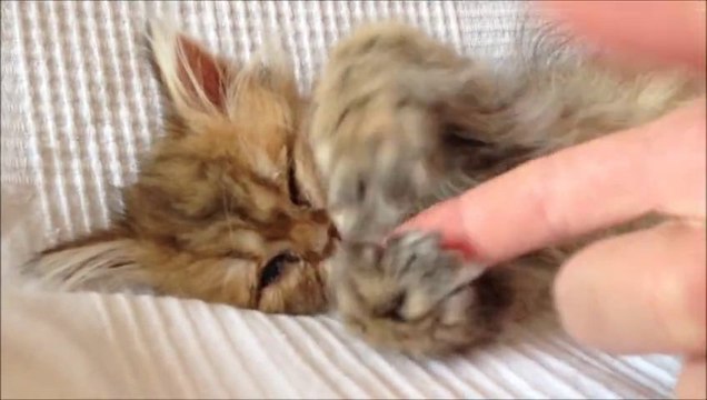 Illie de Silver Gate - Chaton Persan Black Golden Shaded