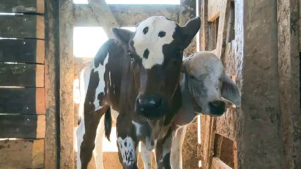 Cattle-ranching: biggest threat to Amazon rainforest