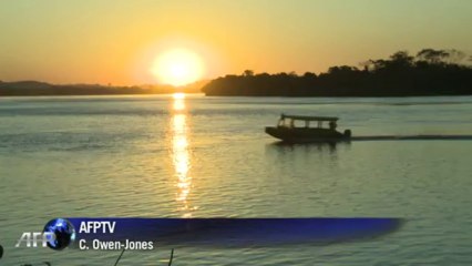 La vaca "verde" de la Amazonía