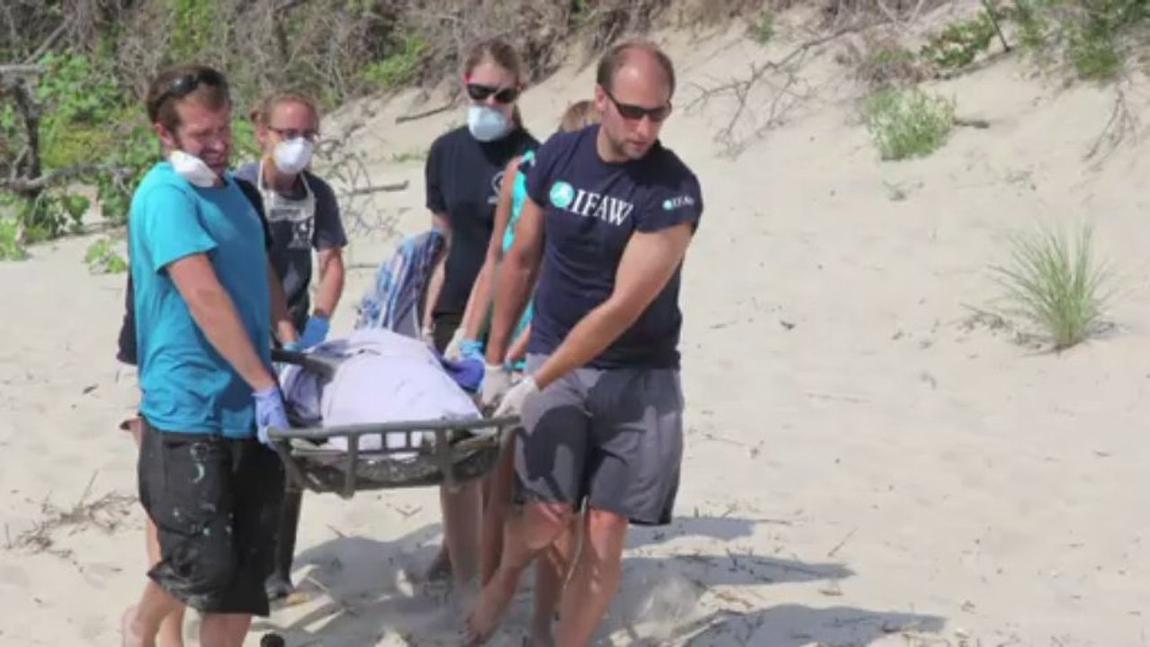 Delphin-Massensterben an der US-Ostküste