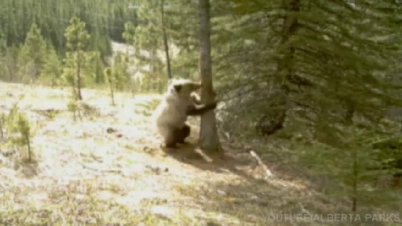 Grizzlies in pole-dancing frenzy